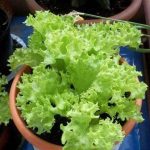 4 formas diferentes de plantar alecrim em casa, enraizar muda no chão ou no vaso